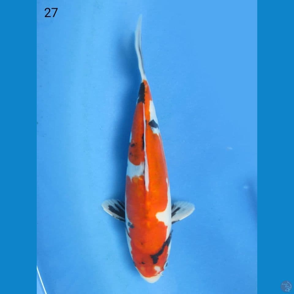 27cm - Doitsu inazuma