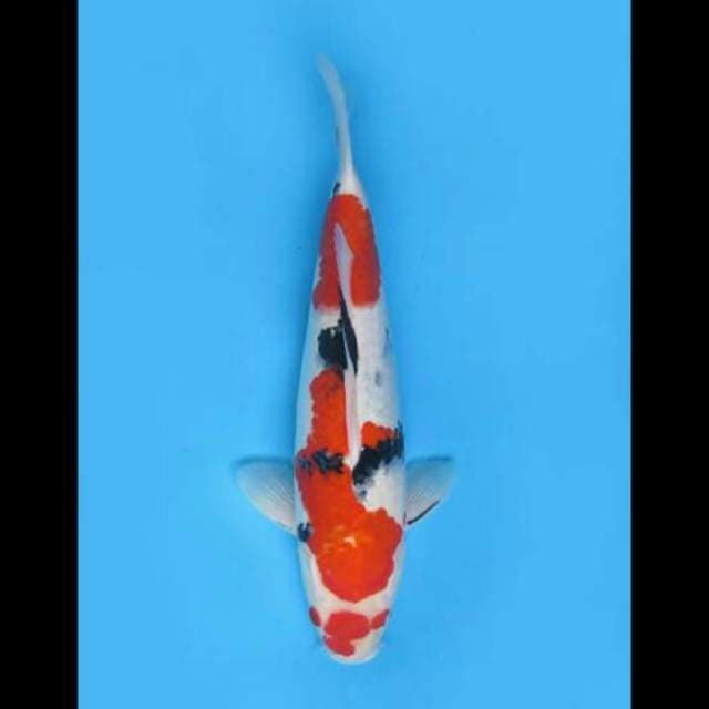 38cm Female - F1 Sanke Good Body