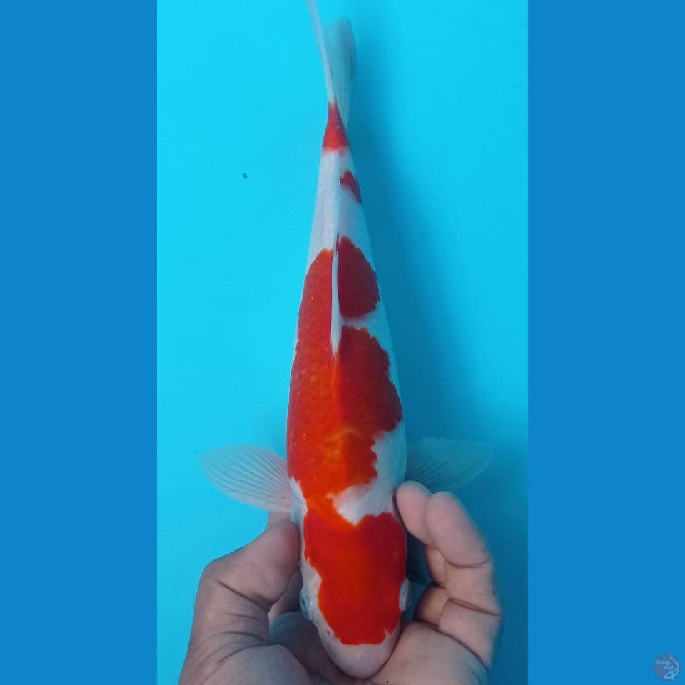 KOHAKU ORI 31