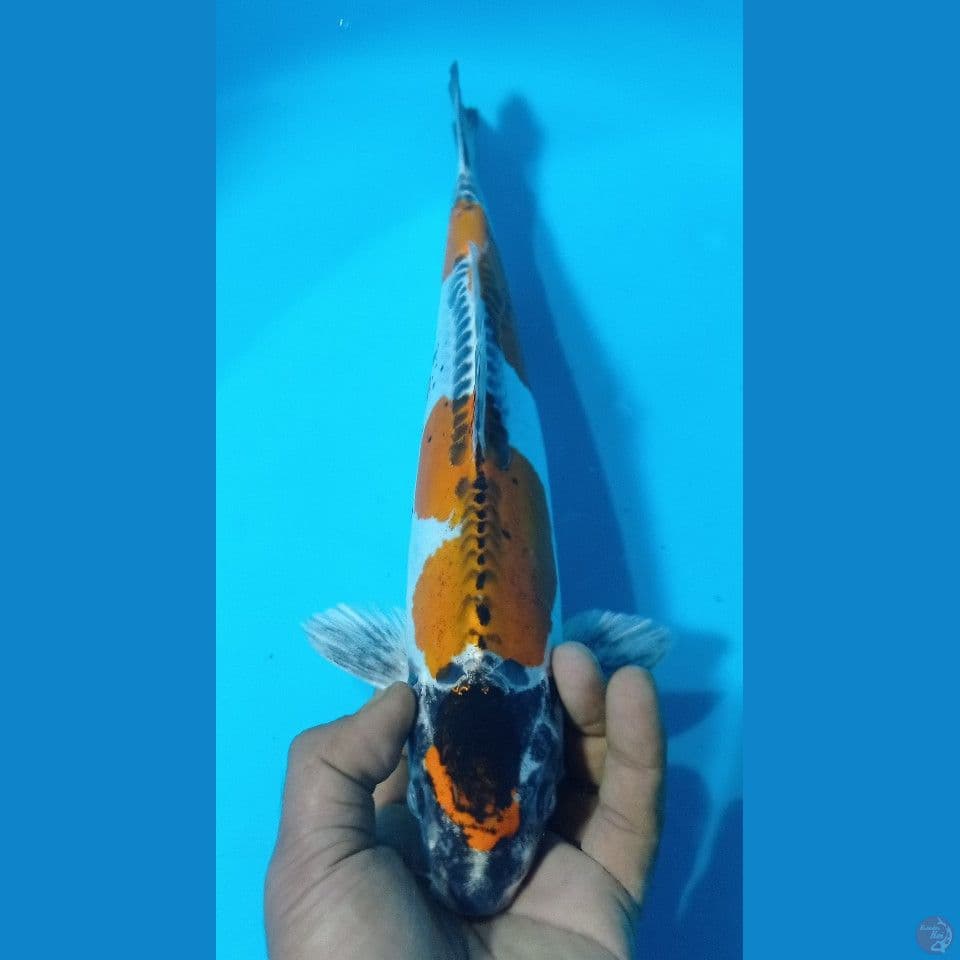 KIKO 34