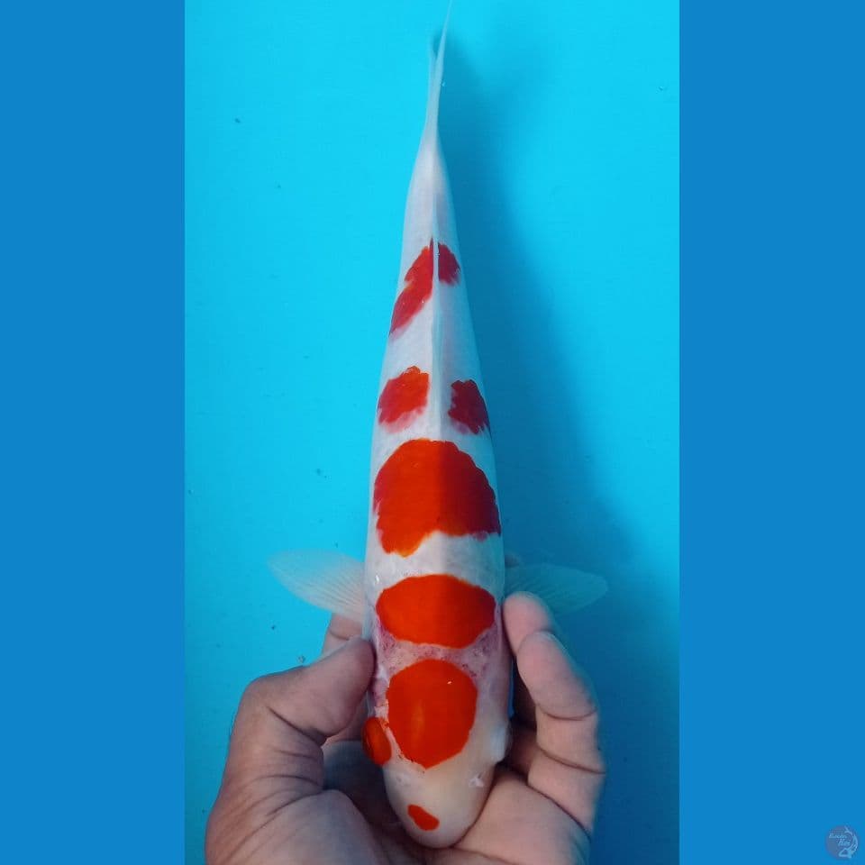 KOHAKU 32