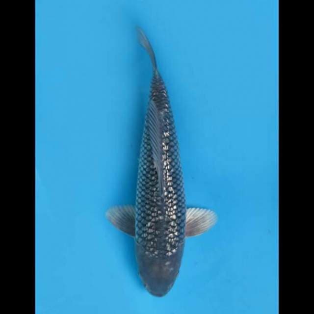 34cm Male - Soragoi Full Ginrin