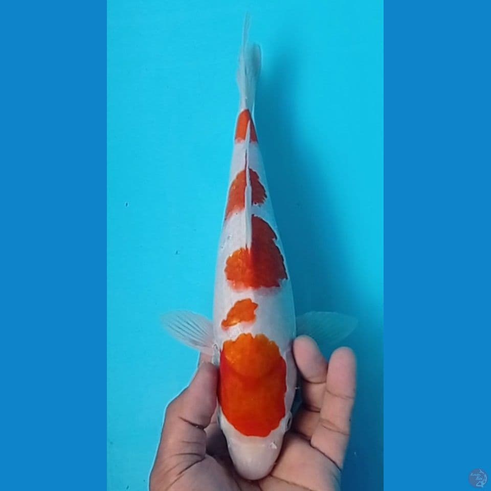 KOHAKU 31