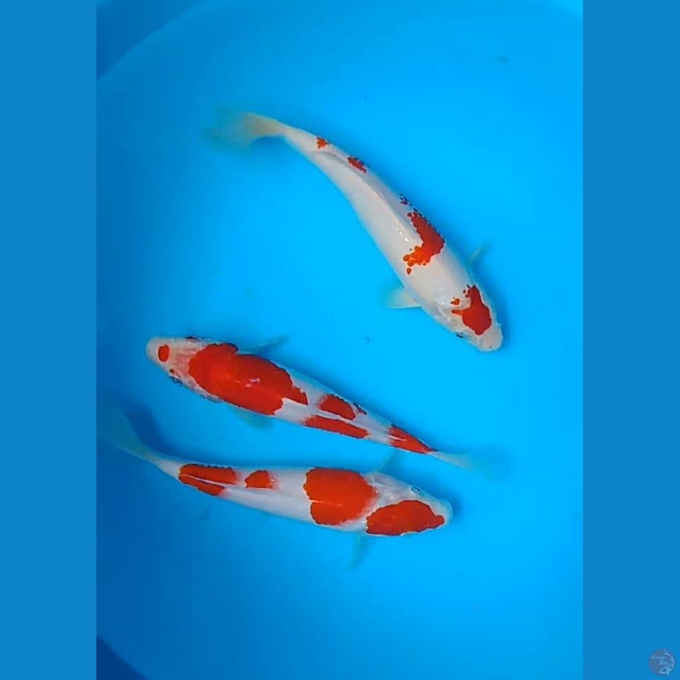 kohaku size : 20 cm
