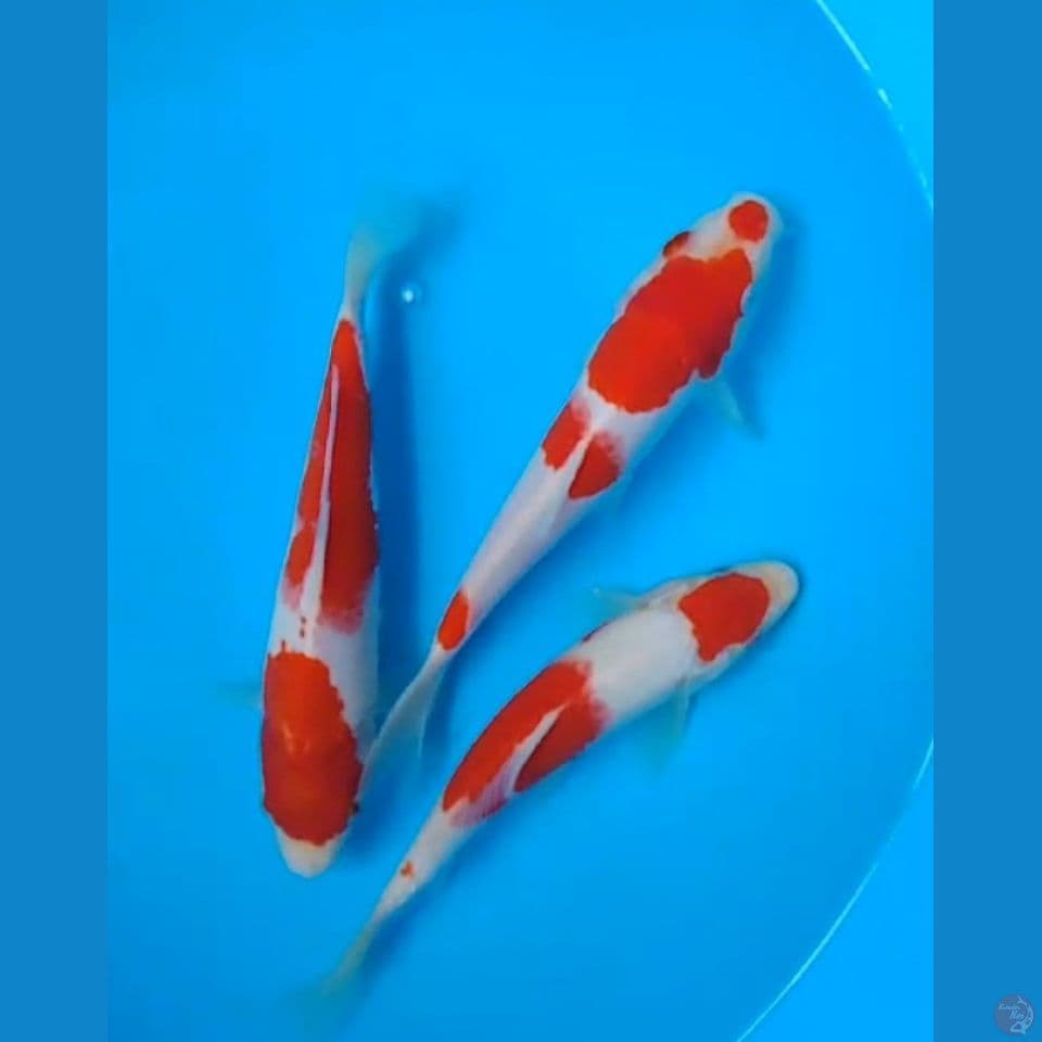 kohaku size : 18 20 cm