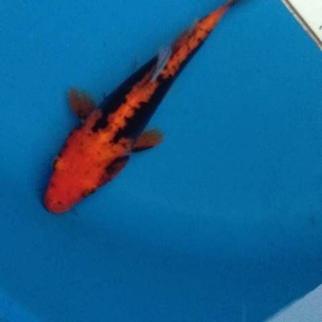 Kumon