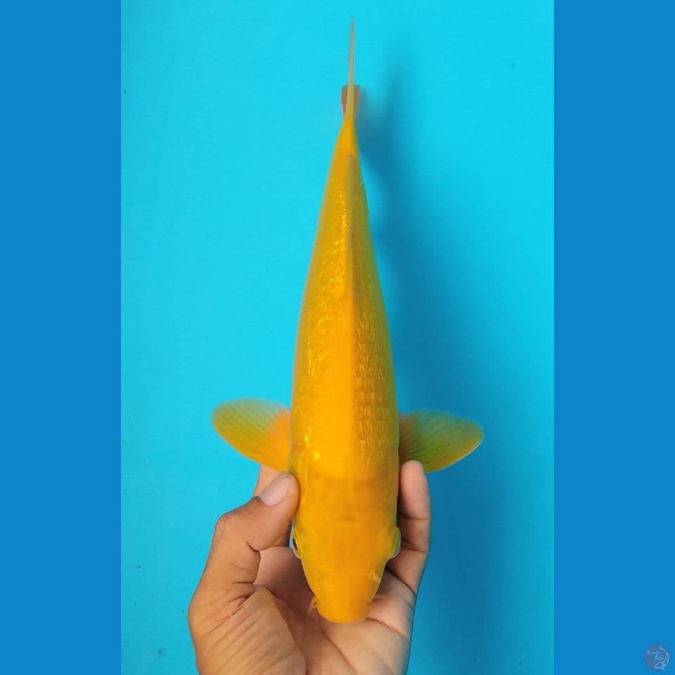 KARASI GINRIN 33
