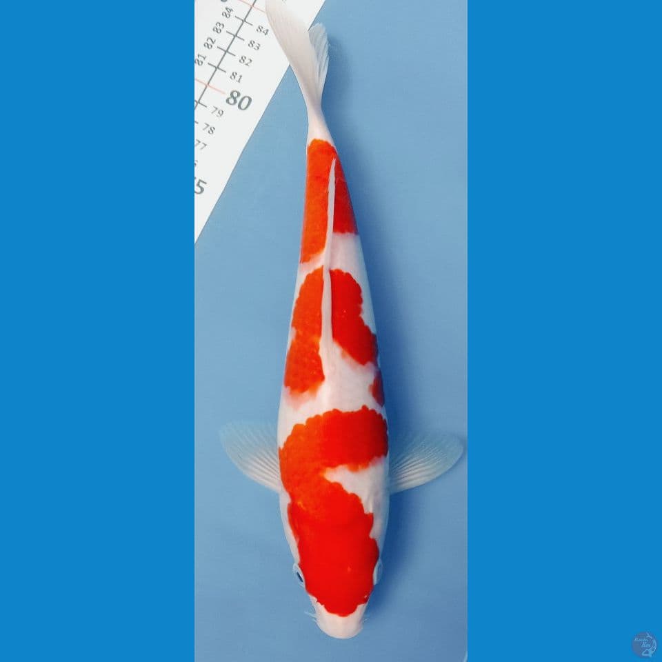 KOHAKU F1 30