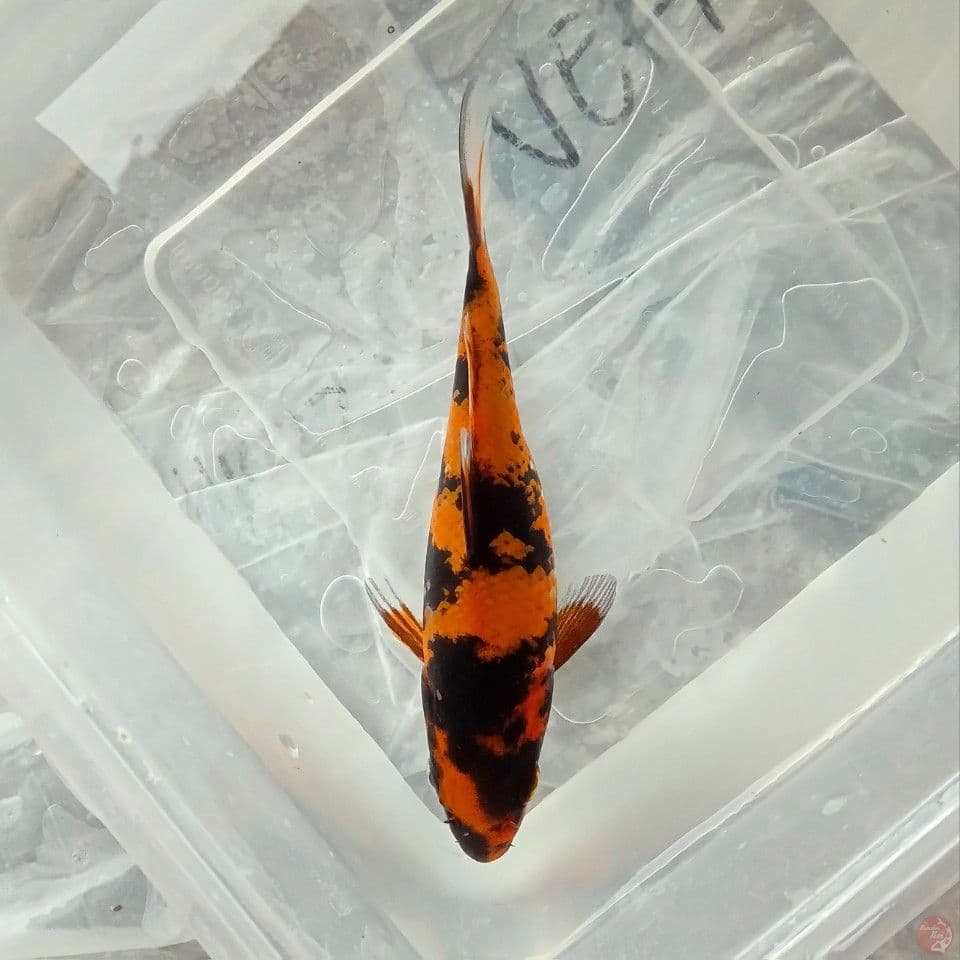 UTSURI 14CM
