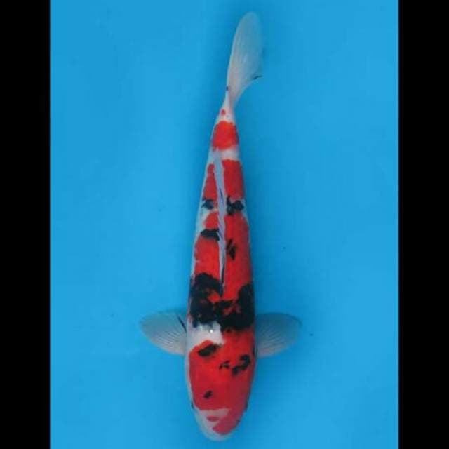 35cm Male - Red Sanke Ori Pola