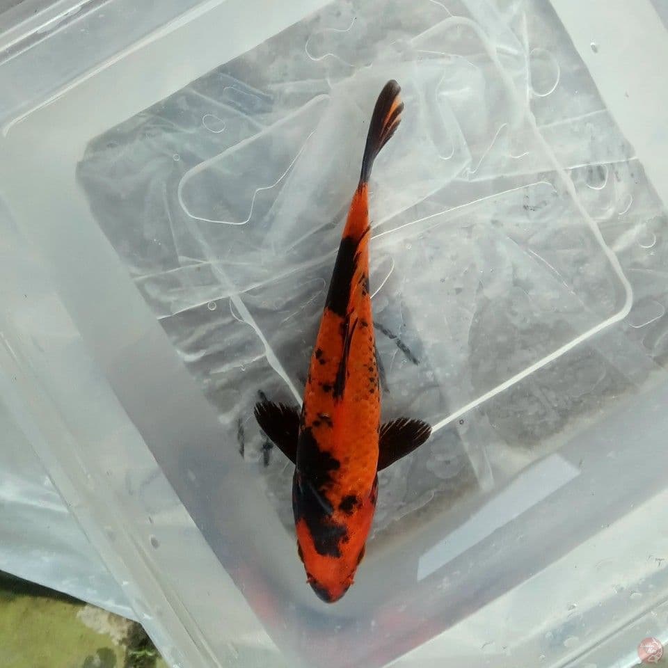 HI UTSURI 15CM
