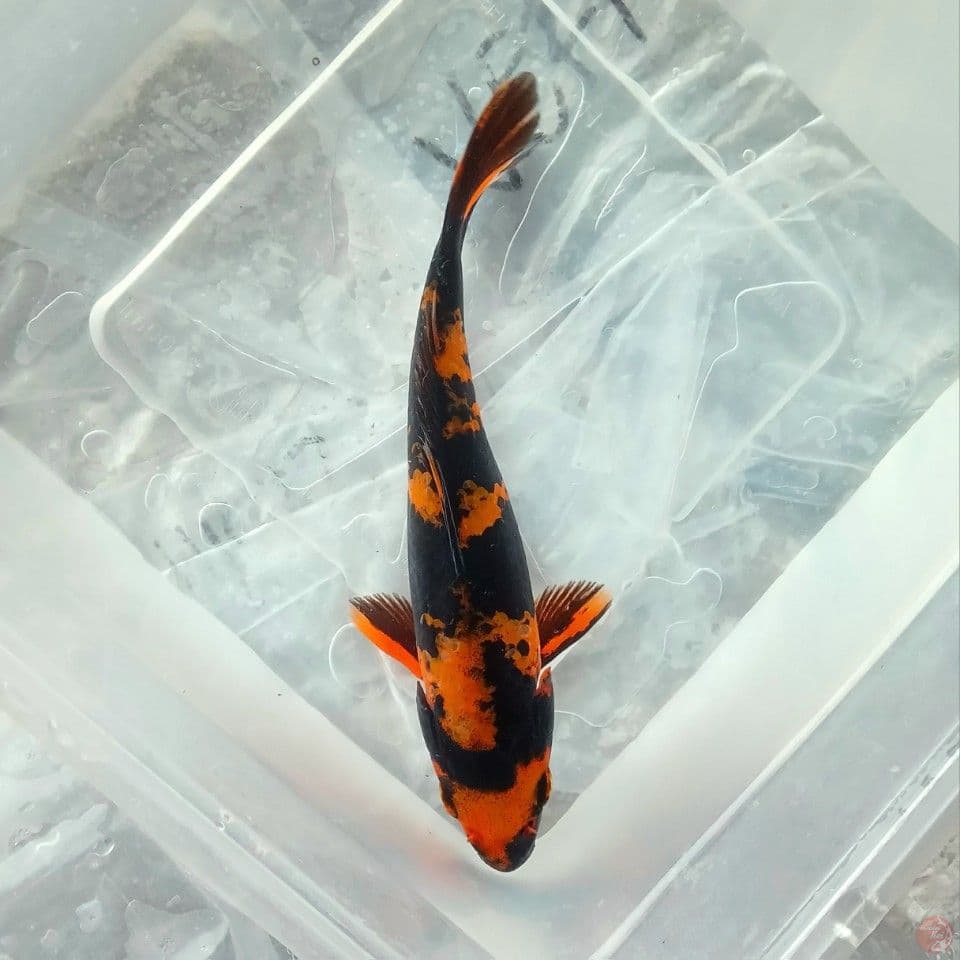 HI UTSURI SUPER 15CM
