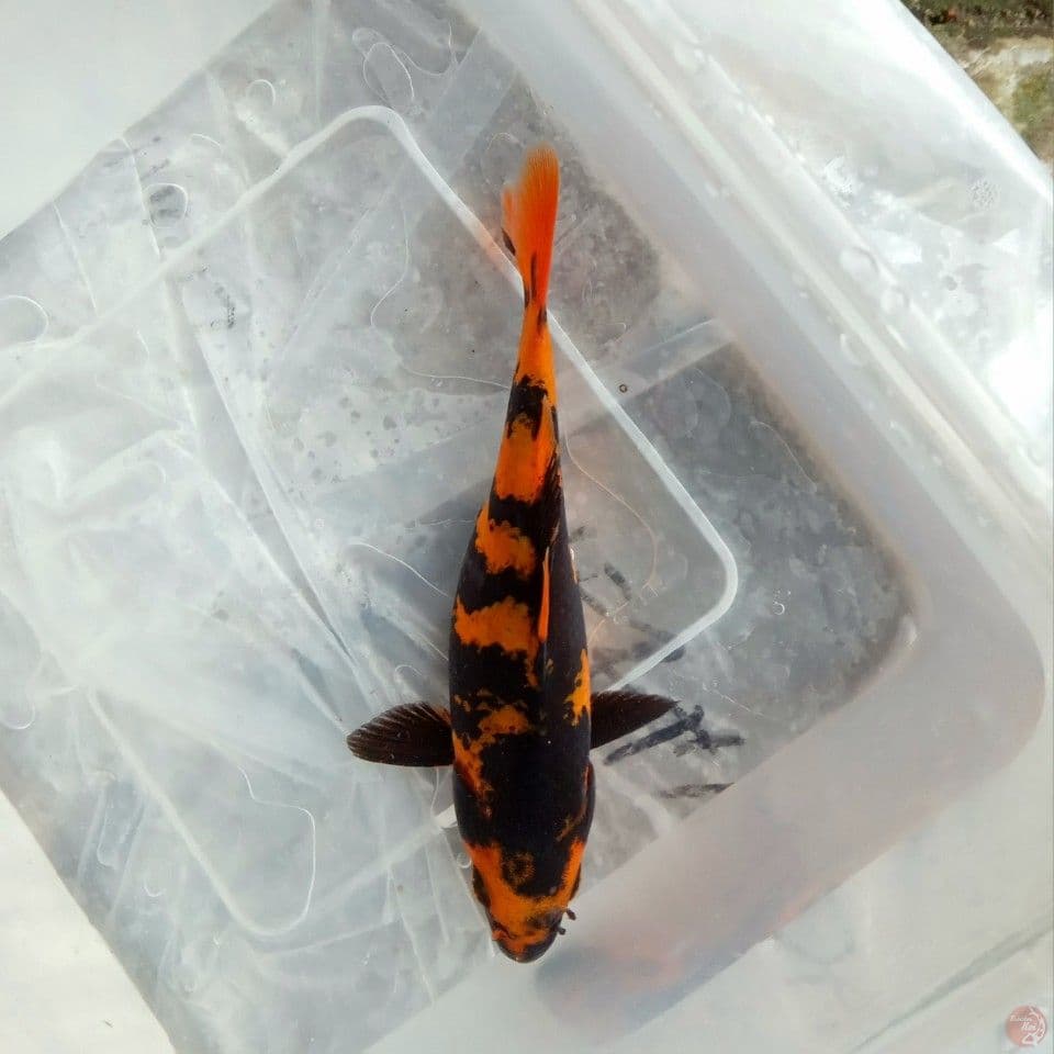 HI UTSURI STRONG 13CM