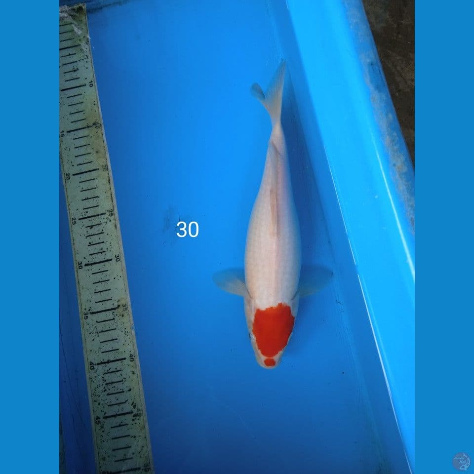 tancho kohaku 30cm