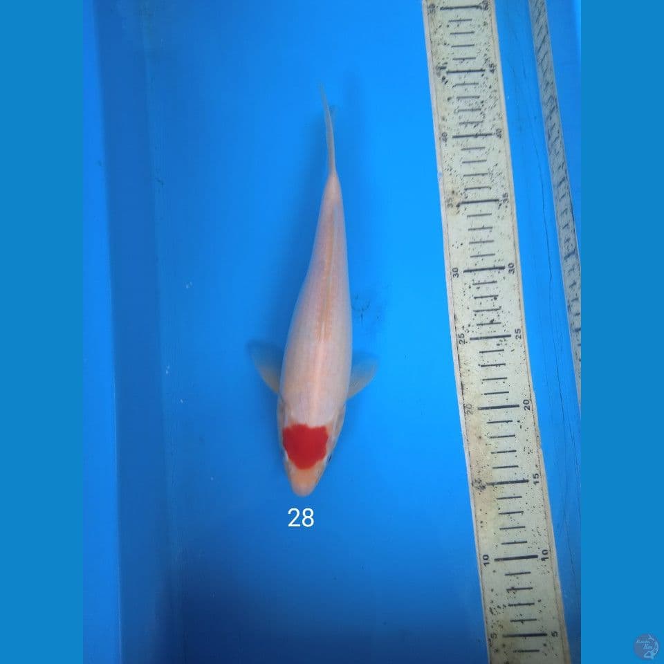 tancho kohaku 28cm