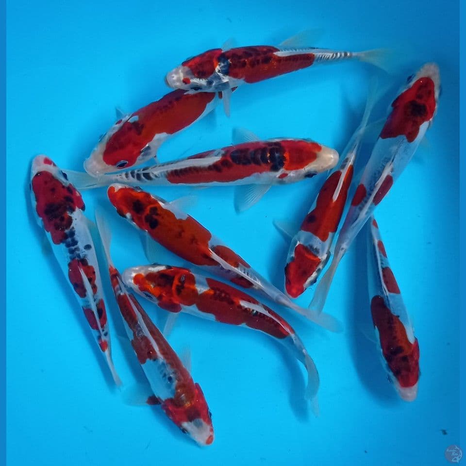 RED KUJAKU DOIT 15'17