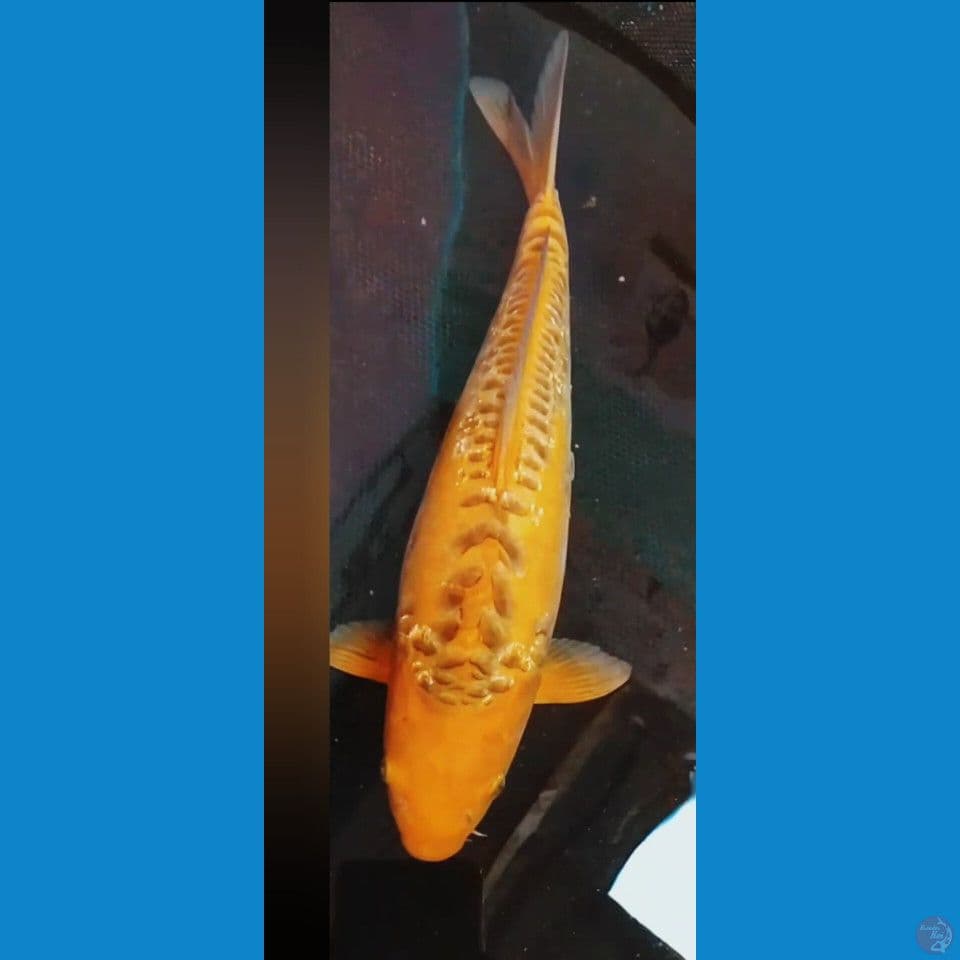 karasi aragoke