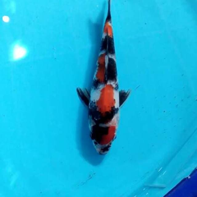 Maruten