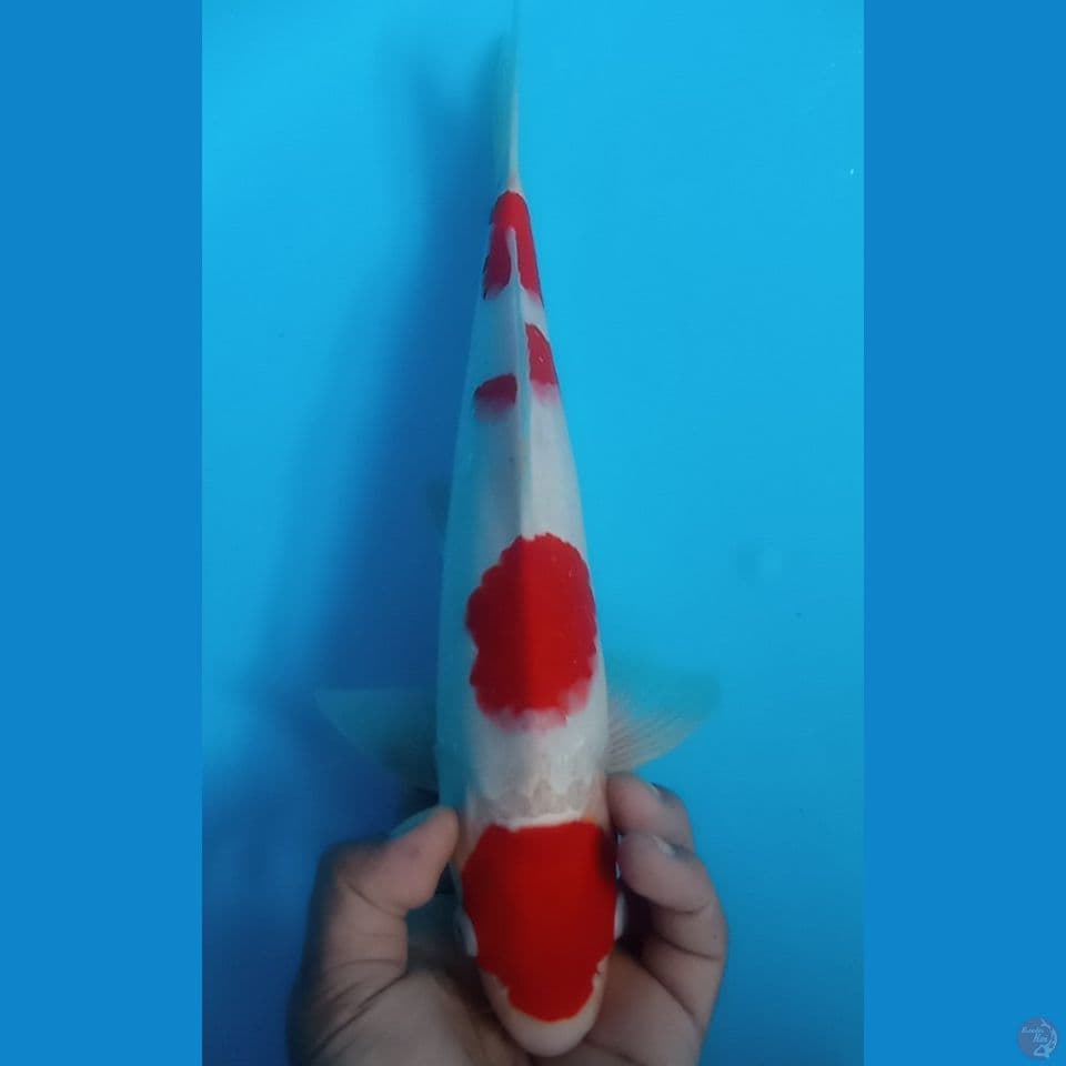 kohaku 36