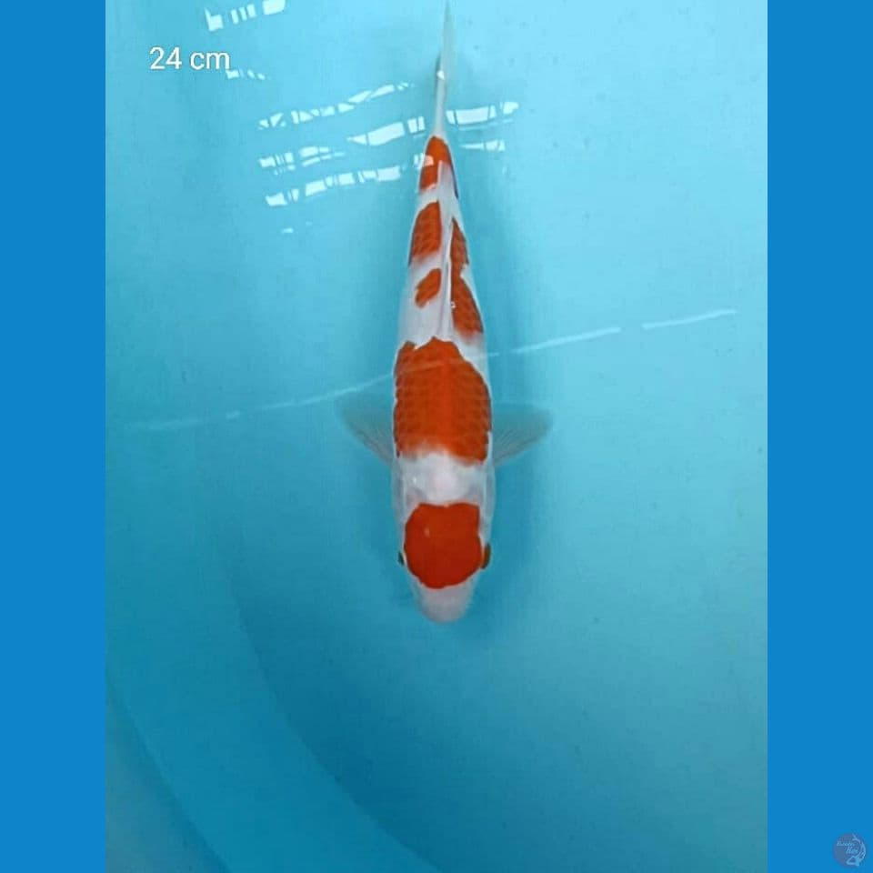 Kohaku 24 Cm