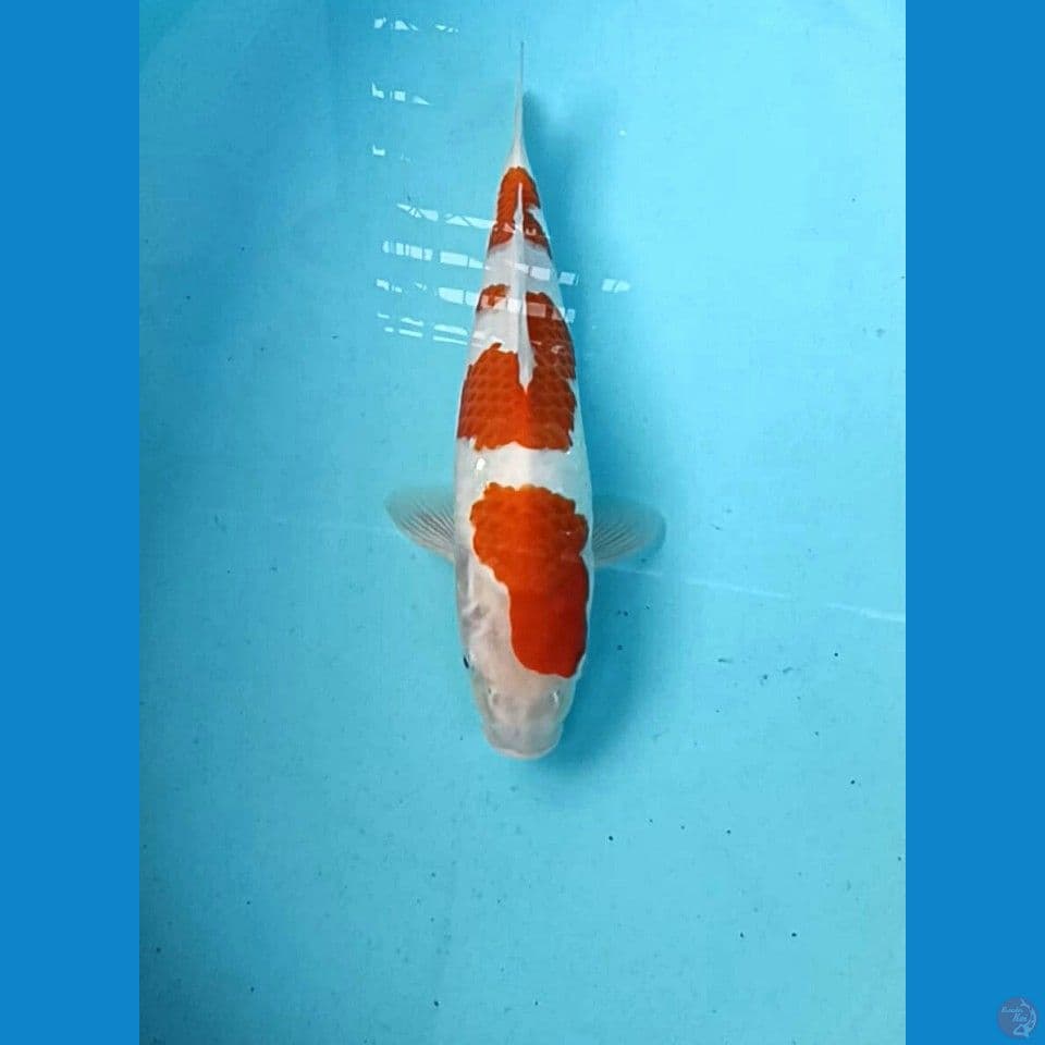 Kohaku 35 Cm