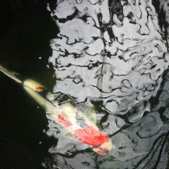 Showa isa koi farm serti