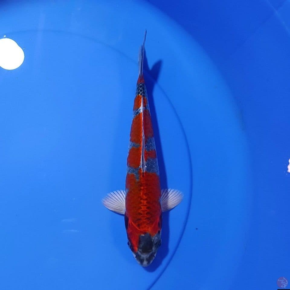 BeniGingga SQ Male 26cm