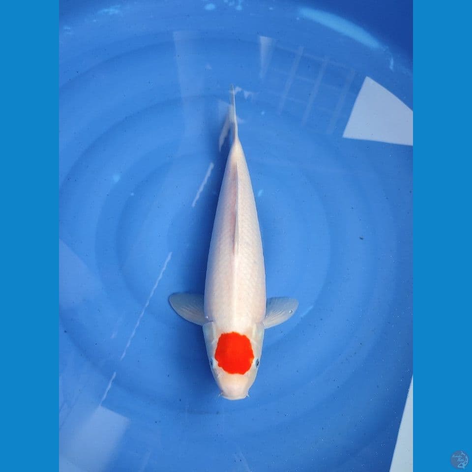 tanco 42cm/female