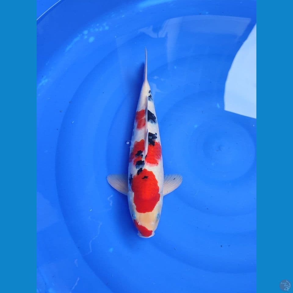 sanke 37cm/MALE