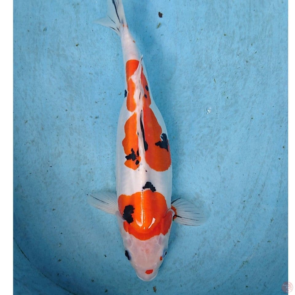 SB DOITSU SANKE 35 CM