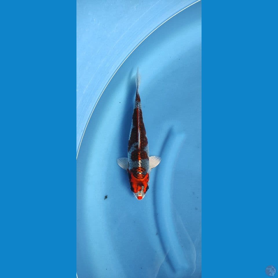 gingga 31 cm