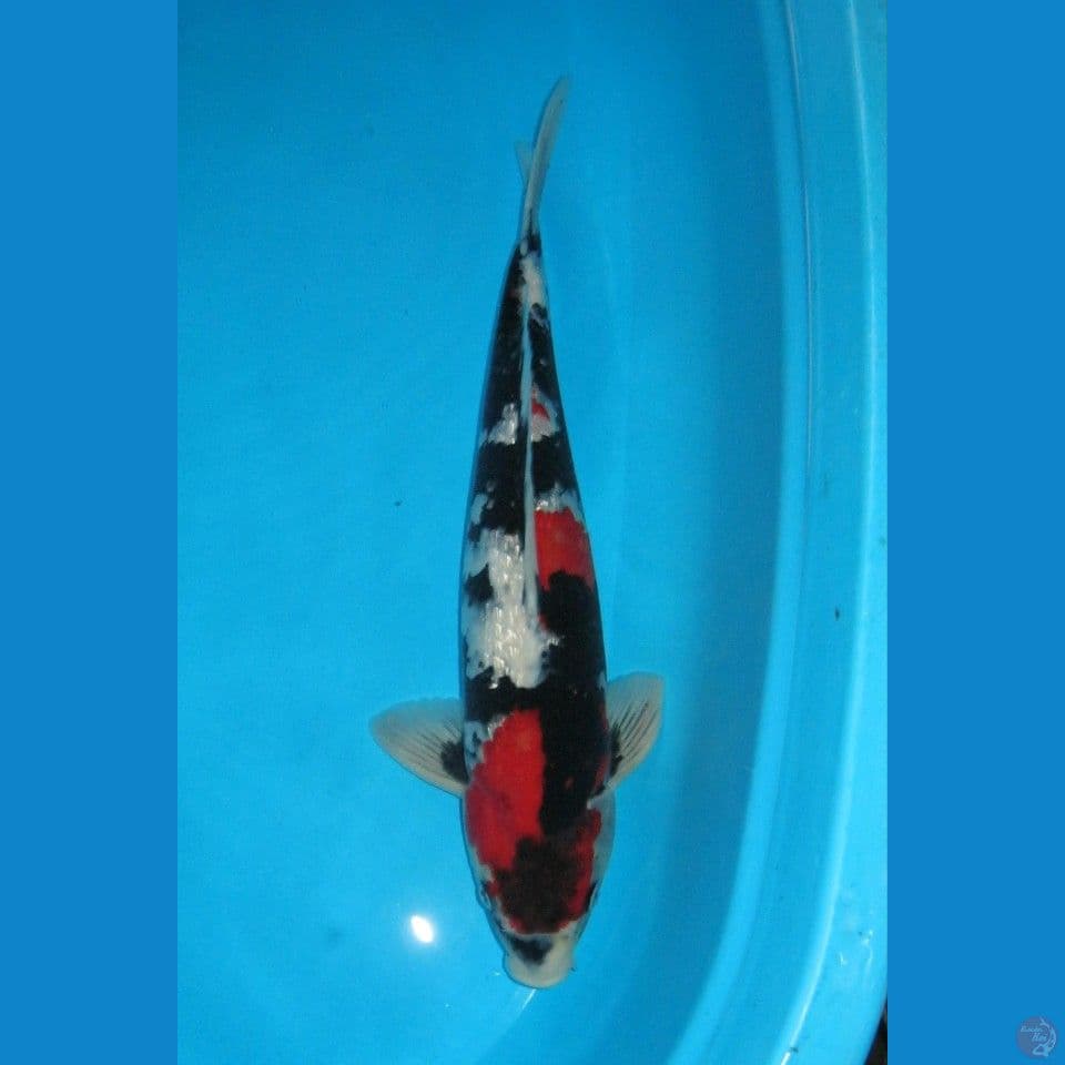 ShoWa Ginrin joss (45cm) Male