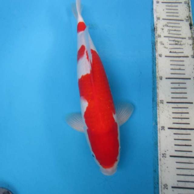 KOHAKU MALE 36 CM