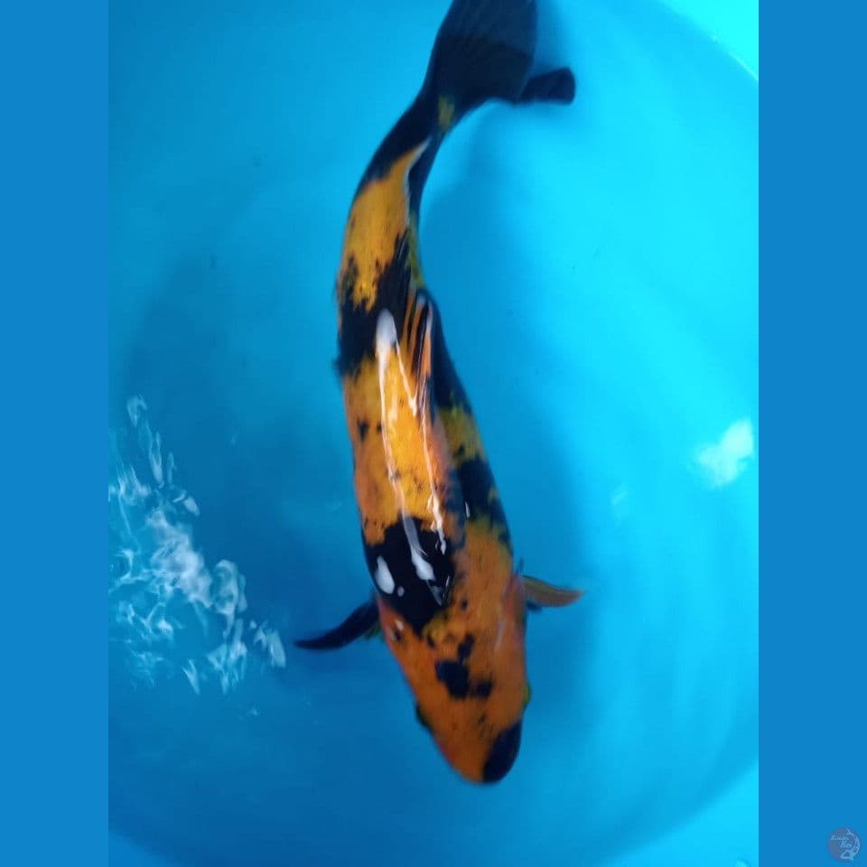 Ki utsuri 33 cm