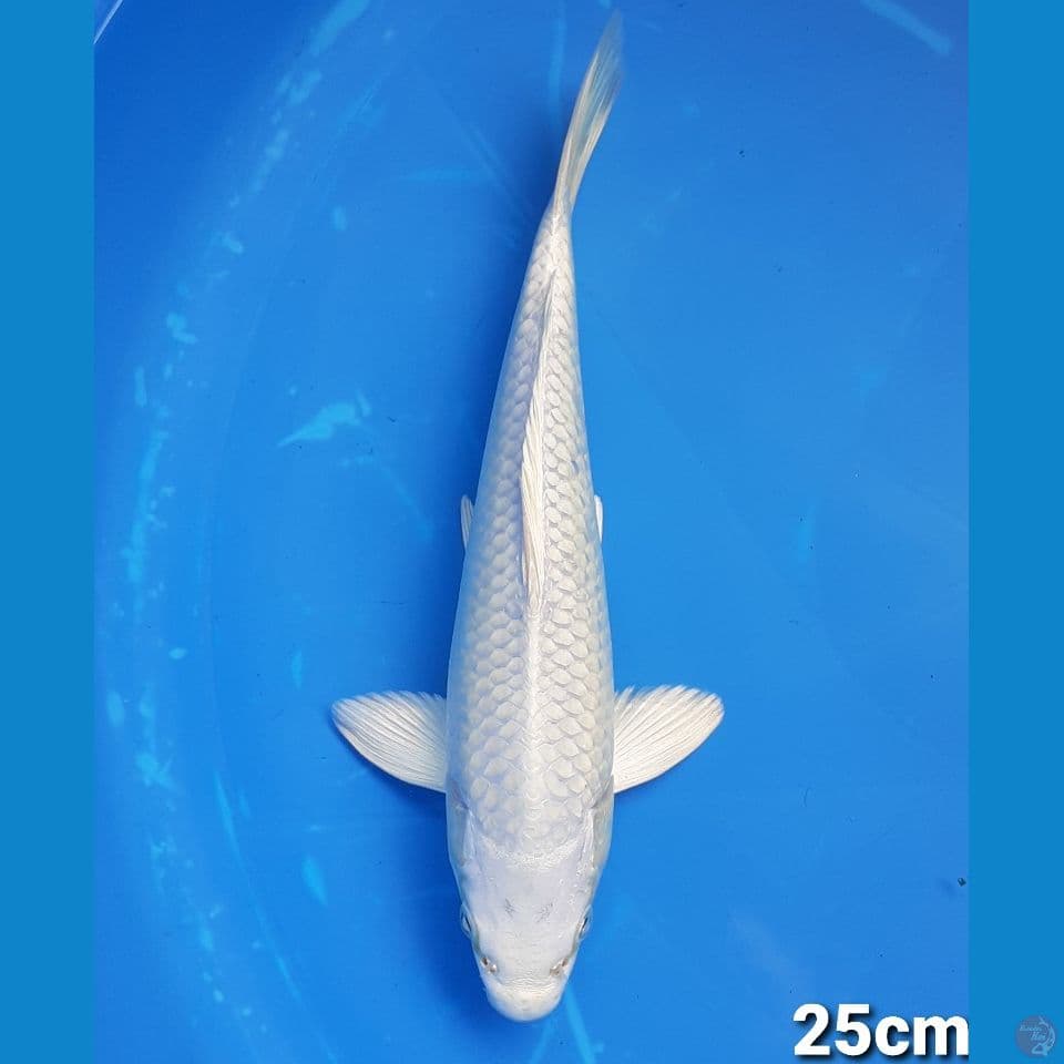 PLATINUM (MALE)