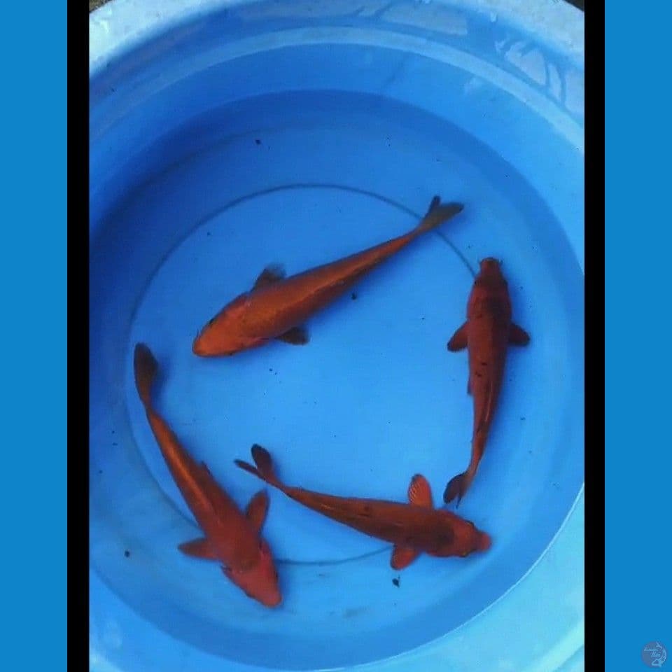Karamel 24-27 cm