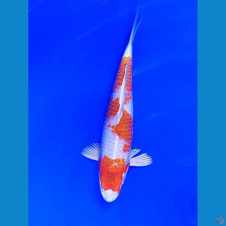 29 cm sakura ogon