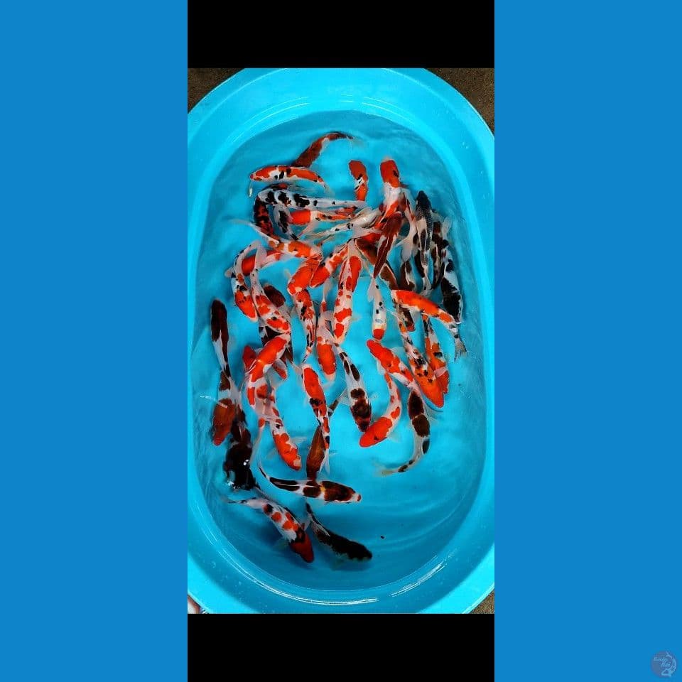 paket mix goromo 15 20 cm ..50 ekor