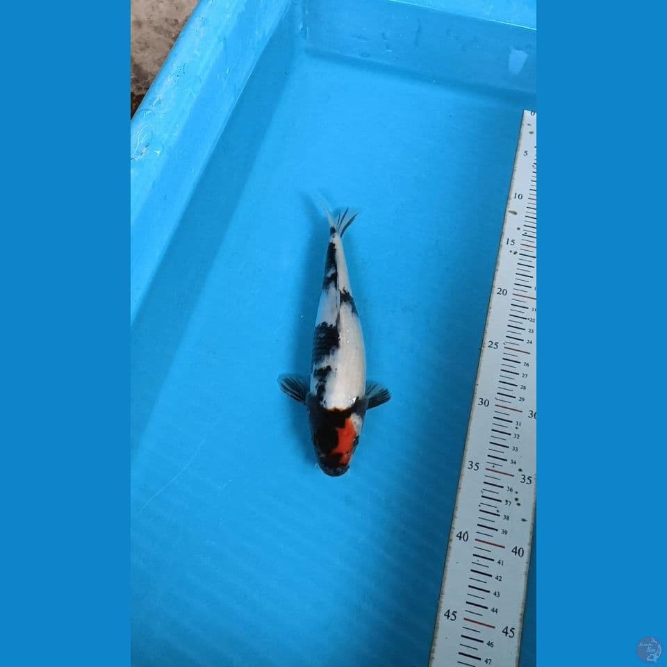TC SHOWA 24cm