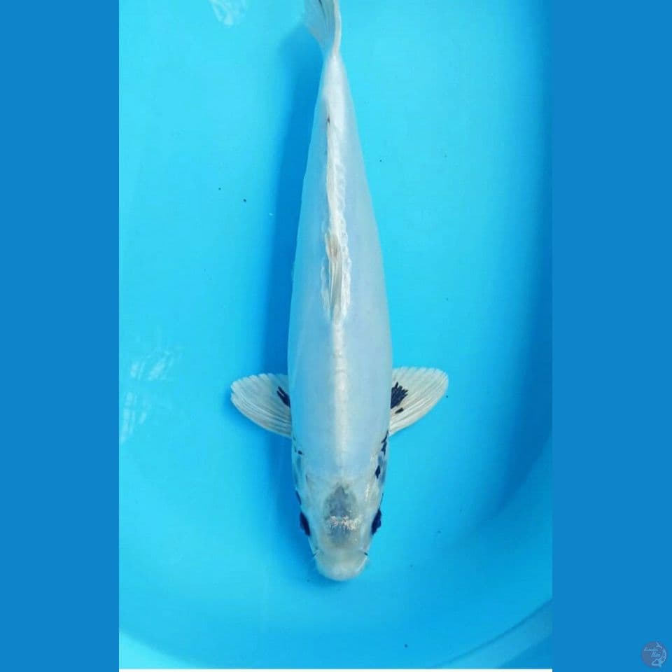 Kiko 45cm