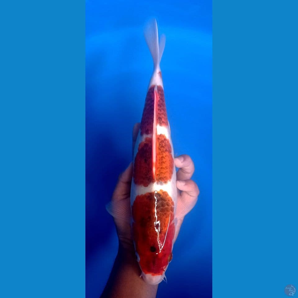 AI GOROMO 34CM