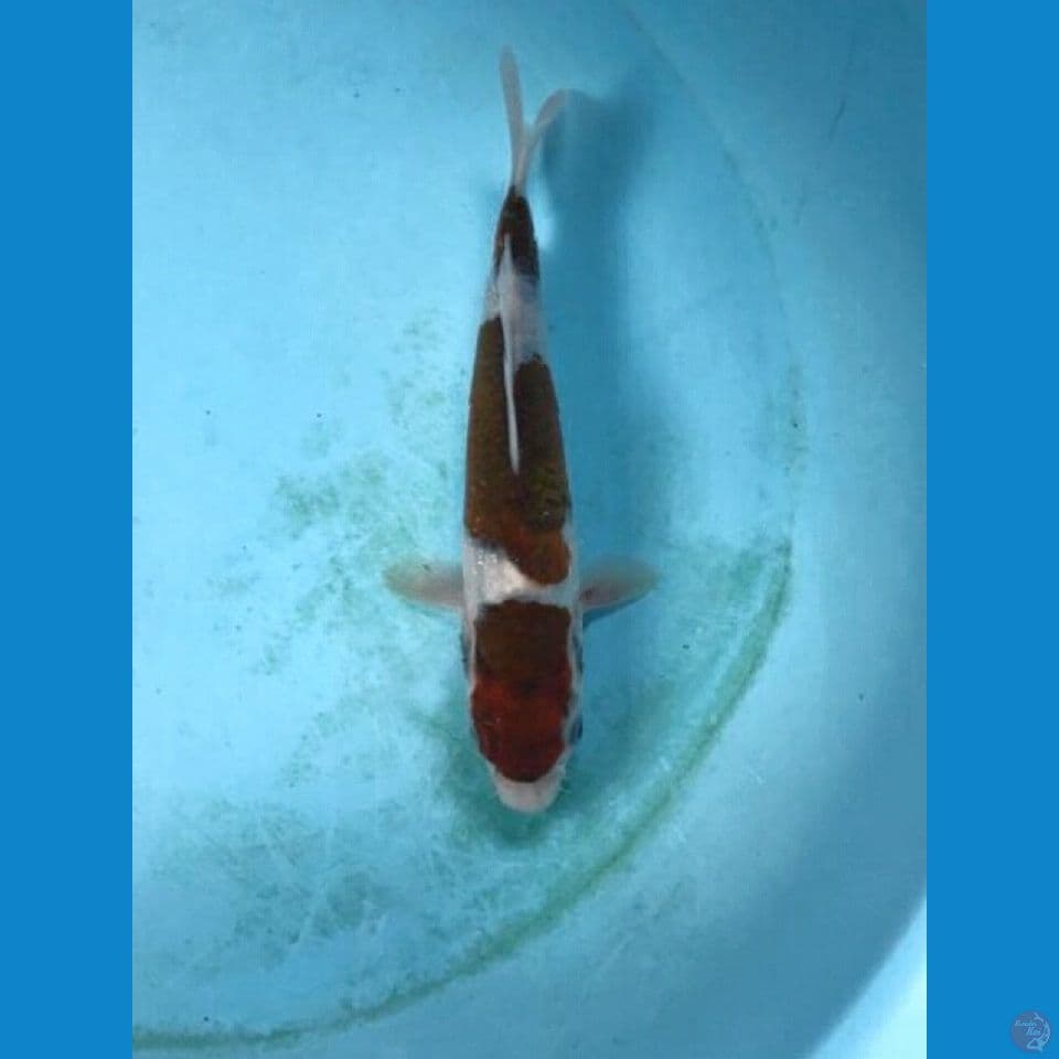 budo goromo 20cm