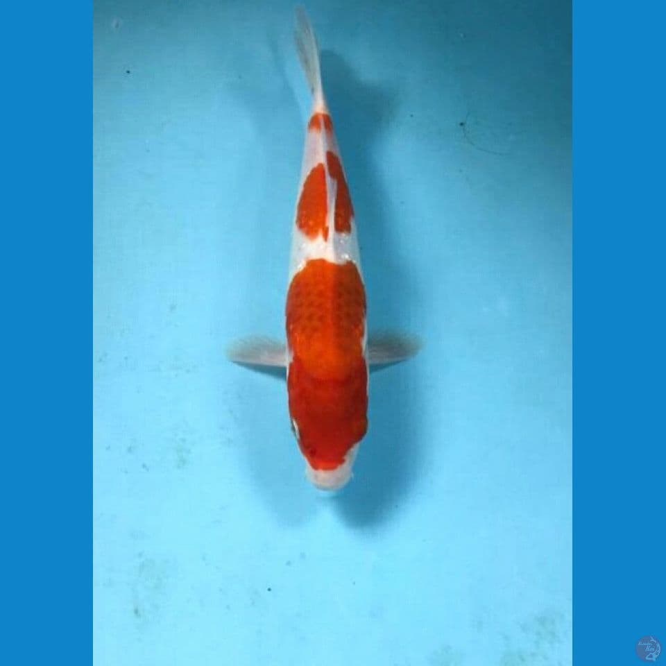 ai goromo 25cm