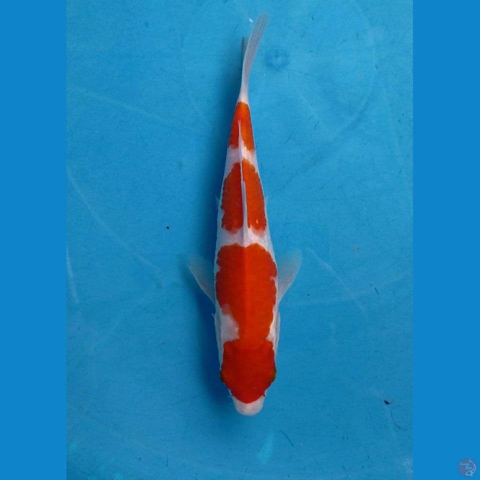 kohaku, 20 cm