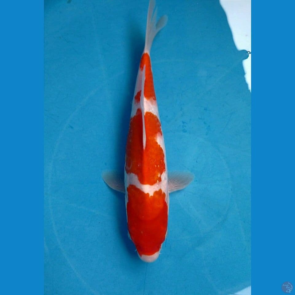 kohaku, 26 cm