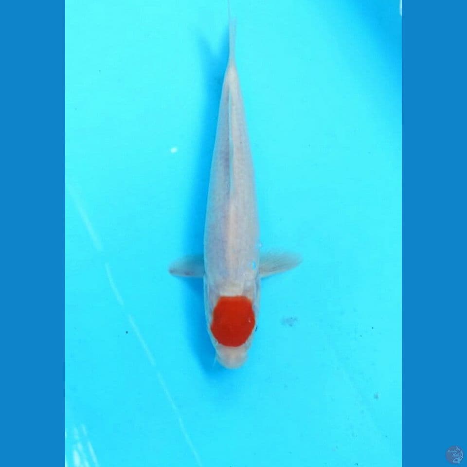 Tancho 25cm