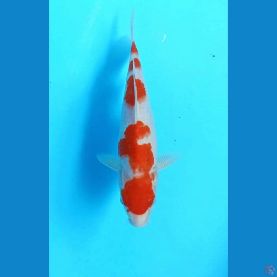 Kohaku 23cm