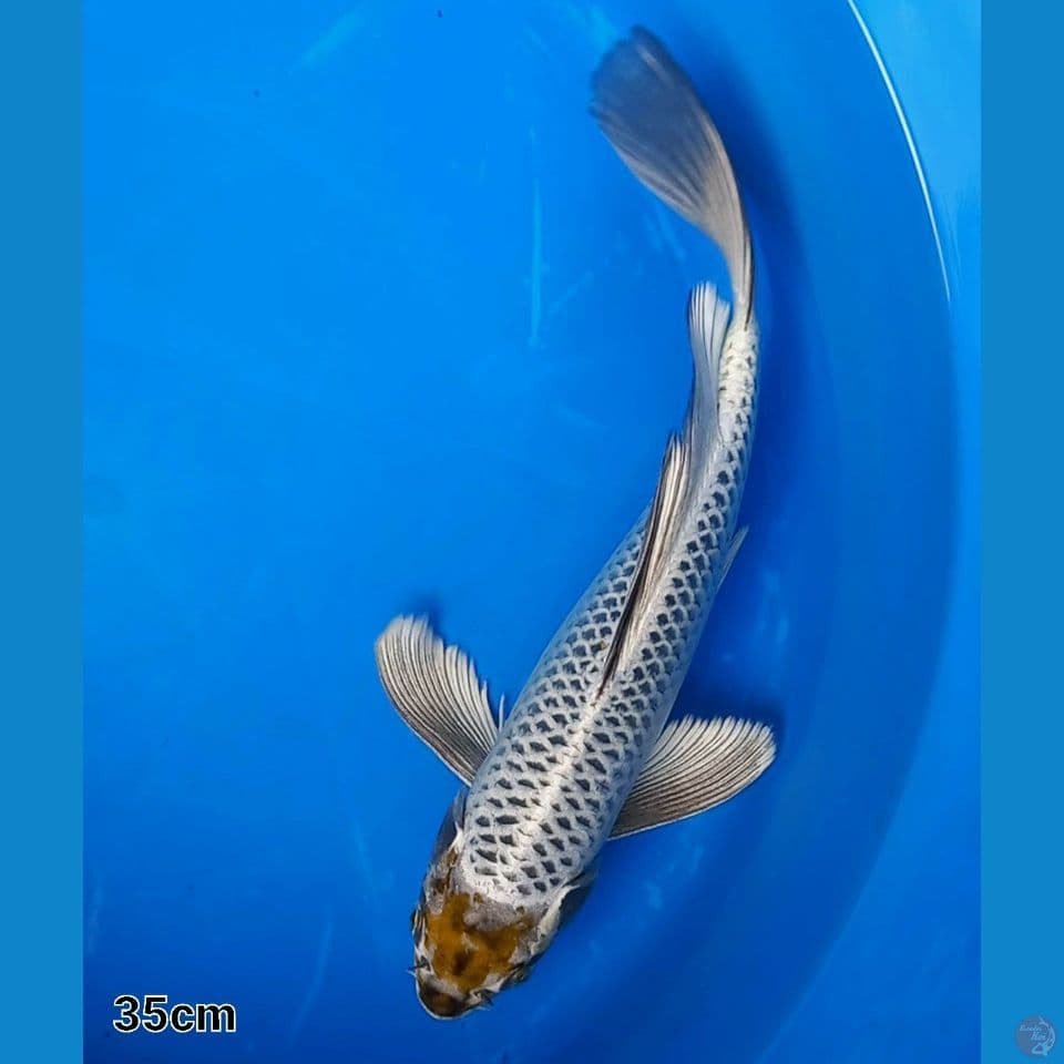 KOGANE OCHIBA 35CM