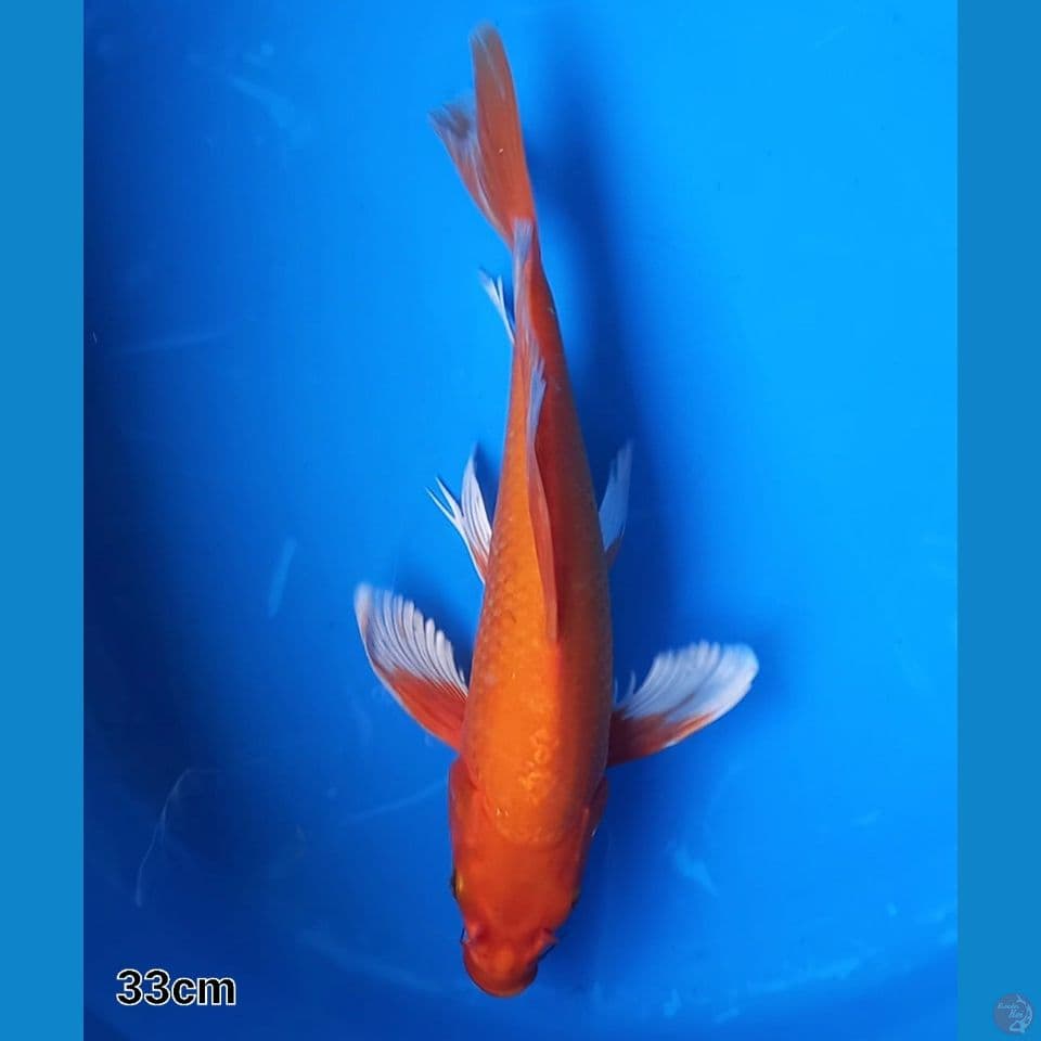 ORENJI KUMPAI 33CM