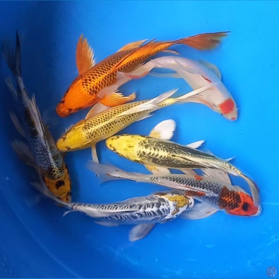 MIX 7 KUMPAI 21-24CM